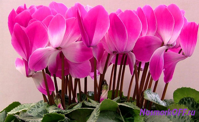 Растение цикламен