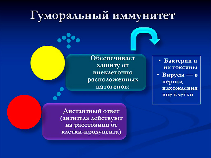 гуморальный иммунитет