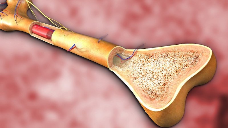 11 как берут костный мозг