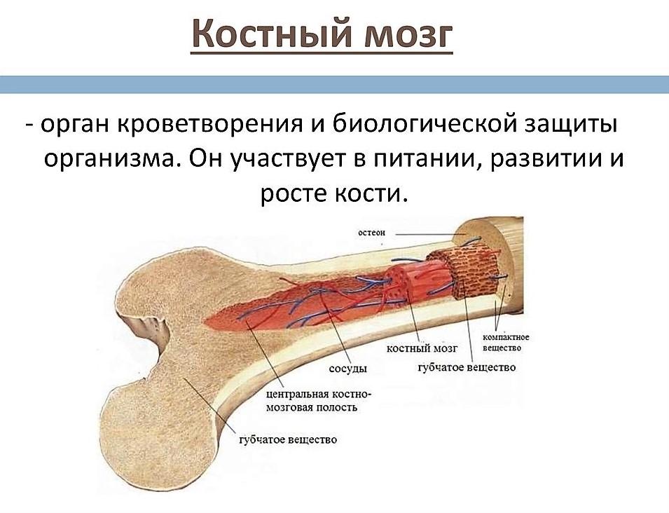 донорство костного мозга