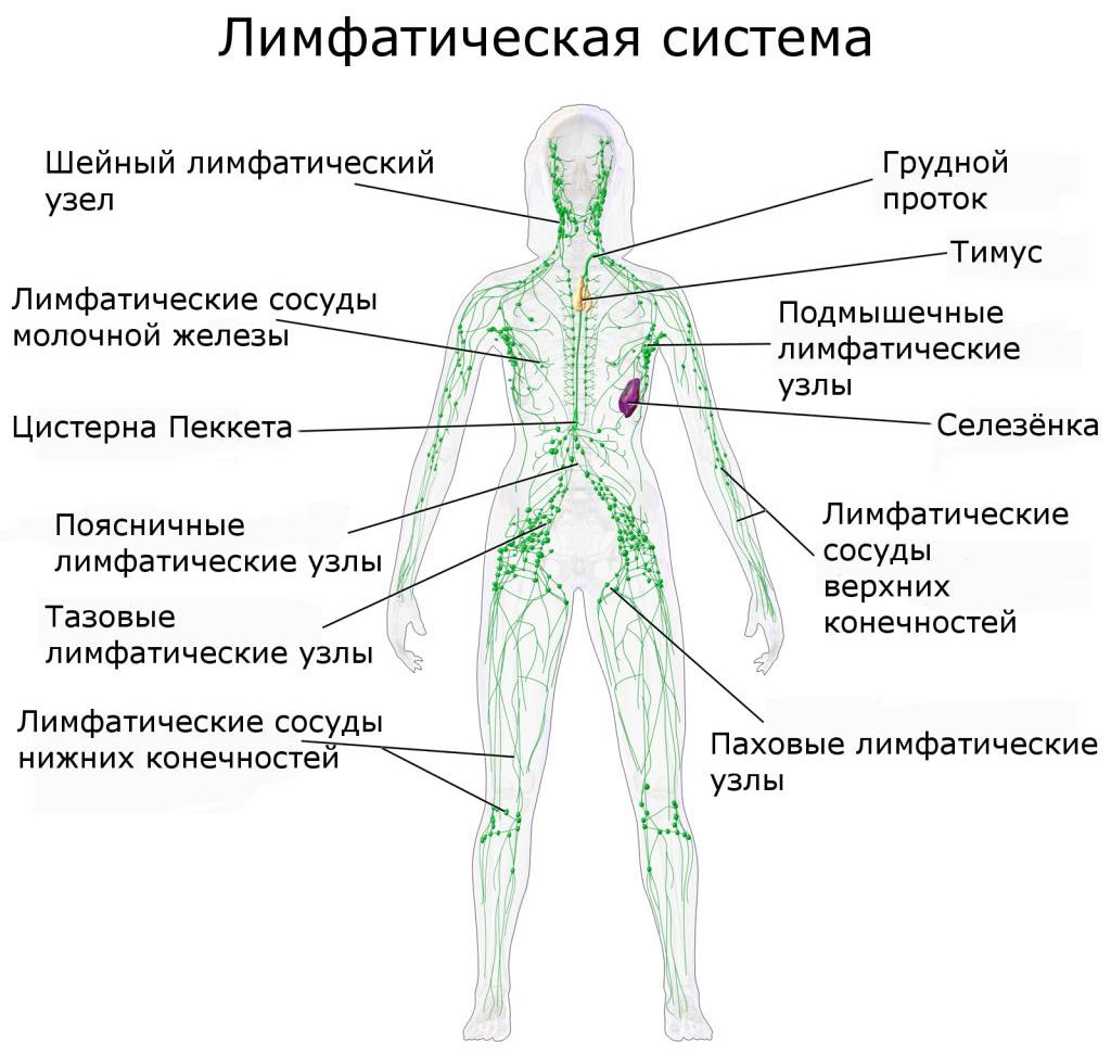 Расположение лимфоузлов