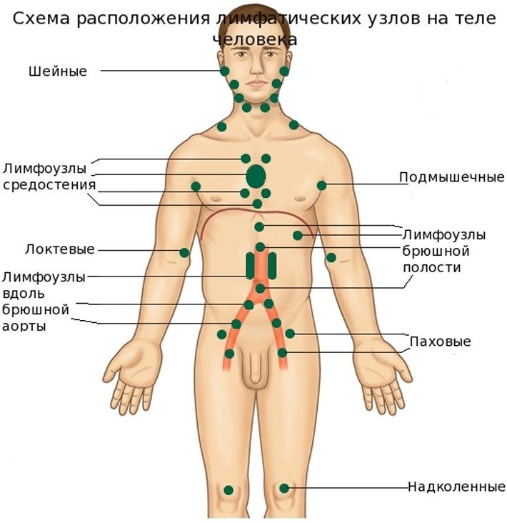 Лимфатические узлы на теле человека