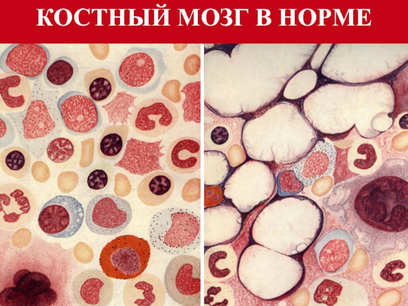 строение костного мозга