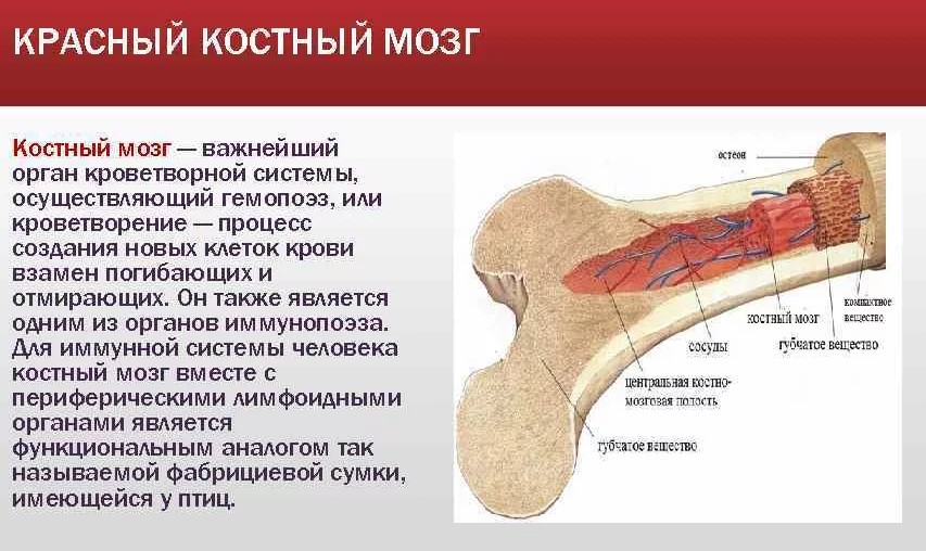 4 Интересно и не скучно про костный мозг: значение, строение, функции.