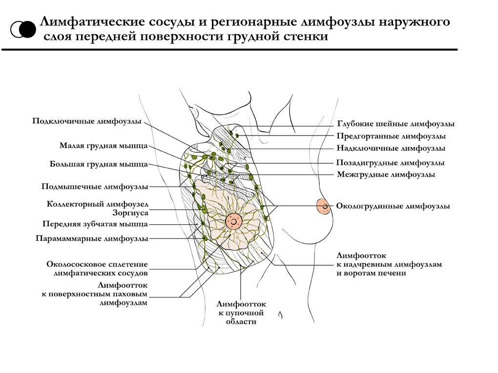 Надключичные лимфоузлы Надключичные лимфоузлы