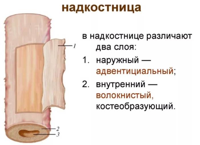 строение костной ткани человека и надкостница