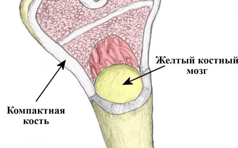 5 Интересно и не скучно про костный мозг: значение, строение, функции.