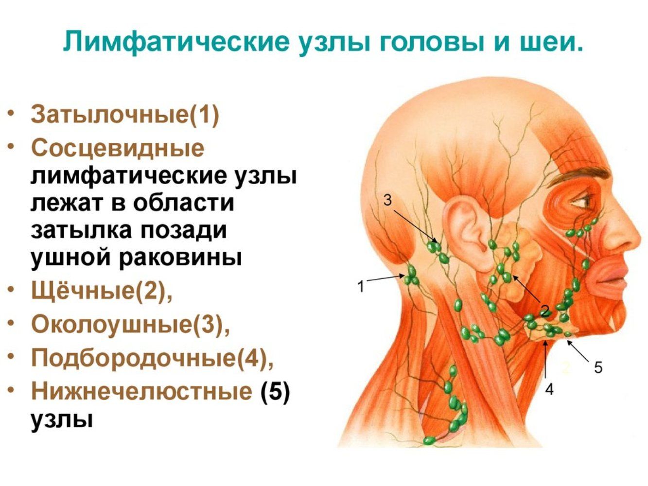 Лимфоузлы на лице