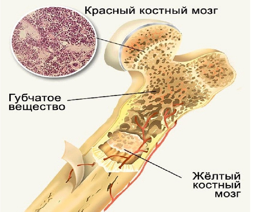 костный мозг расположение