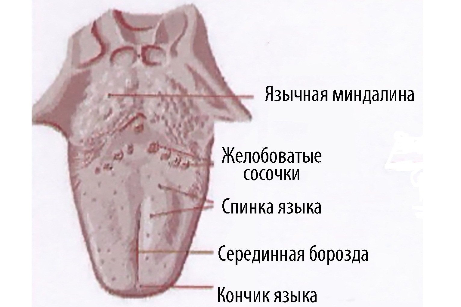 Локализация язычной миндалины Локализация язычной миндалины