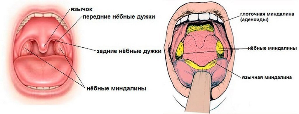 Строение миндалин