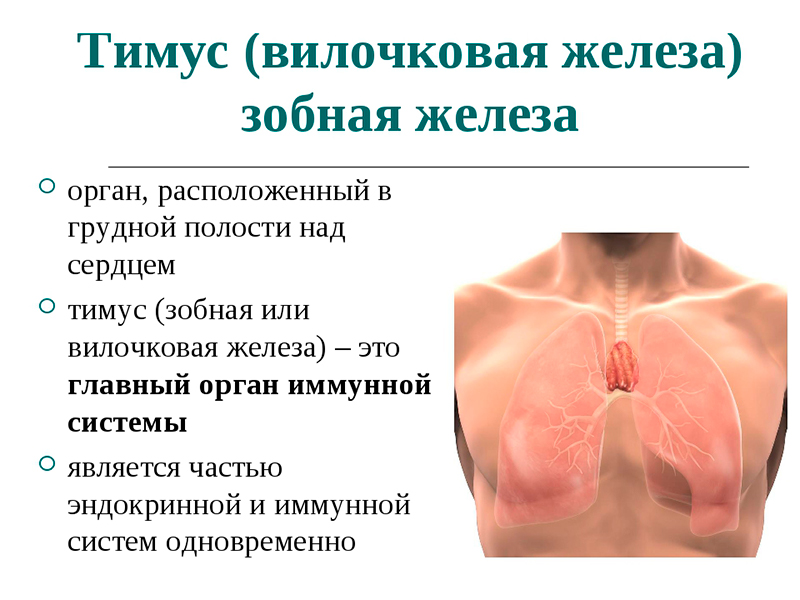 вилочковая железа в организме