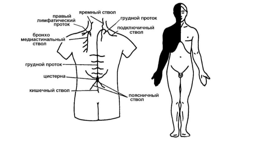 Лимфатические протоки