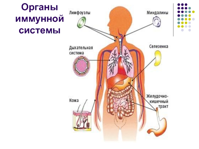 органы иммунной системы