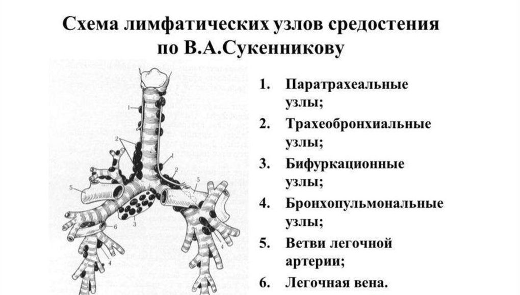 Лимфатическеи узлы средостения Лимфатическеи узлы средостения