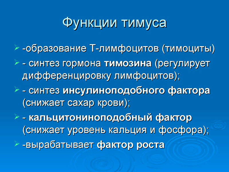 вилочковая железа