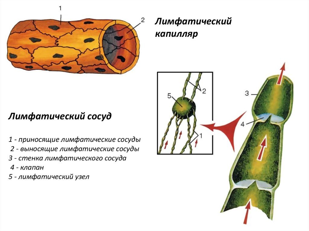 Лимфатический сосуд