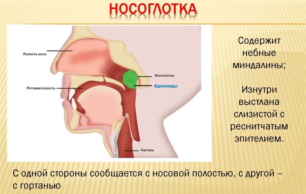 Носоглоточная миндалина 