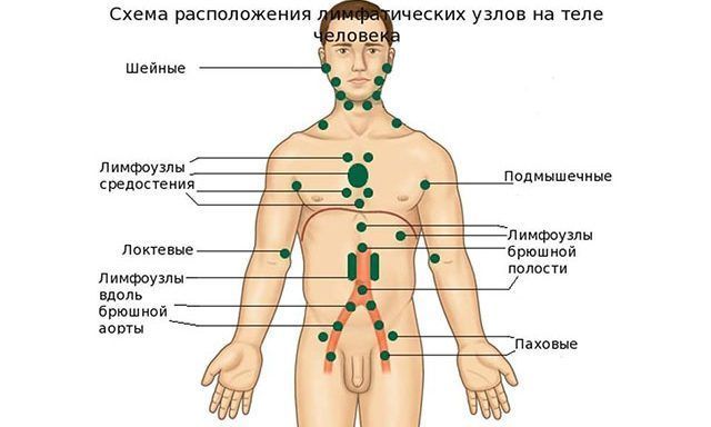 Лимфоузлы в паху у мужчин