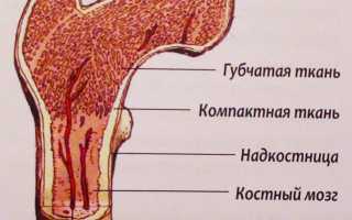 Аплазия костного мозга: что это такое и какими симптомами сопровождается