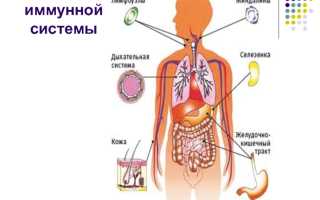 Иммунная система: основные органы. Сведения про иммунную систему человека