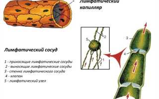 Лимфатические сосуды: строение, функции и расположение