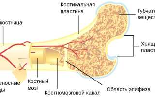 Заболевания костного мозга: симптомы, методы диагностики и лечения