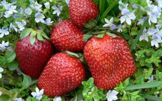 Какие продукты полезны для селезенки: советы по питанию