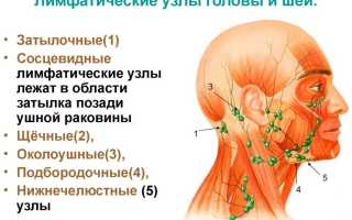 Лимфоузлы на лице: расположение, функции, возможные патологии