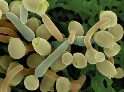 Грибы рода Candida Грибы рода Candida